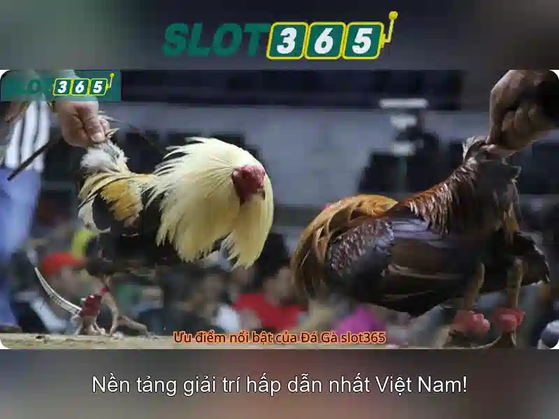Kết luận về Slot365