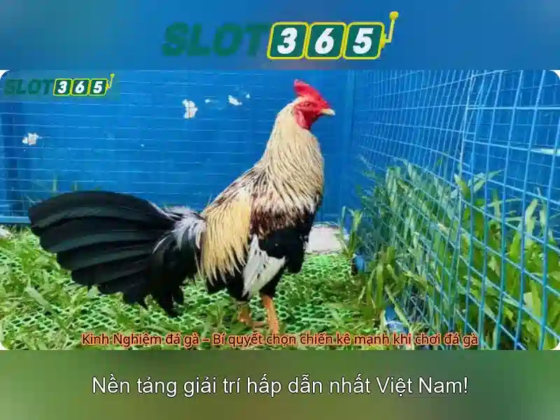 Slot365: Trải nghiệm slot trực tuyến hàng đầu