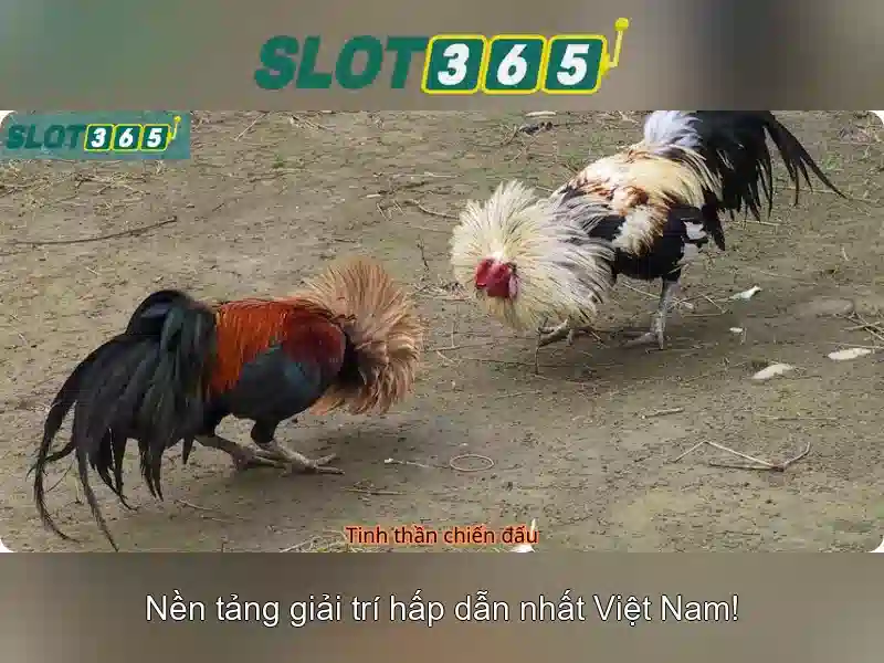 Slot365 – Nền tảng trò chơi máy đánh bạc trực tuyến